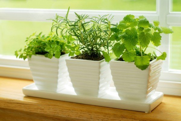 Para espalhar melhor os cheiros de plantas aromáticas, coloque elas perto de janelas! Onde colocar jardim de ervas dentro de casa