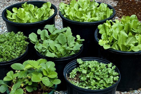 Faça o reaproveitamento dos seus vegetais! Replantio de vegetais