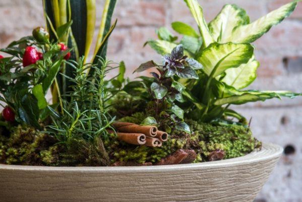 Sete ervas para proteção e energia positiva! Como proteger sua casa com as 7 ervas