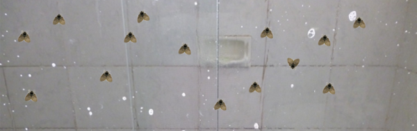 Como tirar os mosquitos de banheiro? Removendo mosquitos de banheiro
