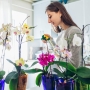 Como plantar orquídeas?