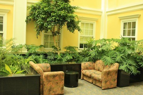 Trazendo plantas para dentro de casa
