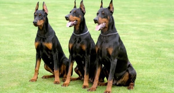 Raças de cães de guarda
