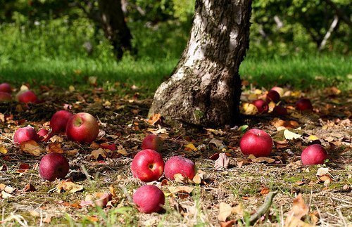 As àrvores frutíferas para plantas