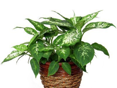 Plantas tóxicas