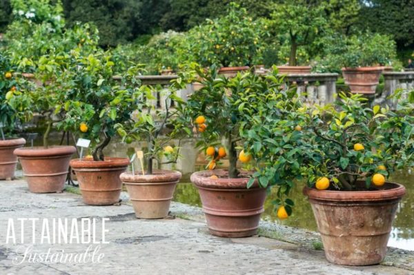 Plantio de frutíferas em vasos