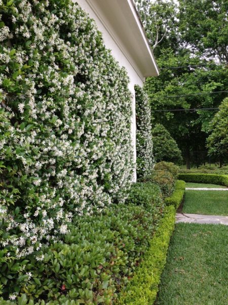 Quais plantas usar no jardim