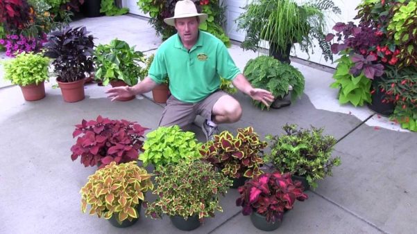 Plantas para a sombra