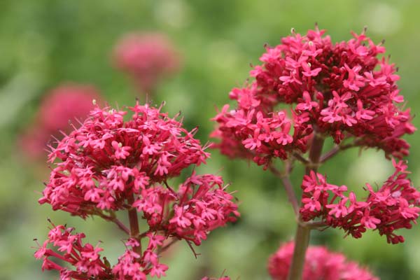 Flores para jardim