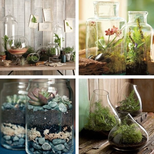 Decorando com terrários