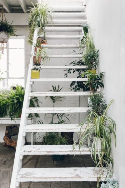 Plantas para sua casa