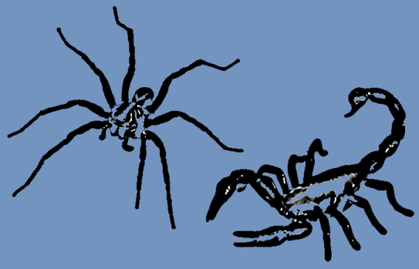 Como afastar aranhas e escorpiões