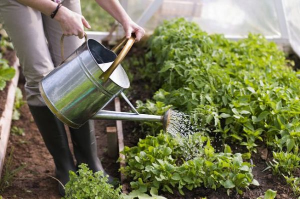 Benefícios da jardinagem