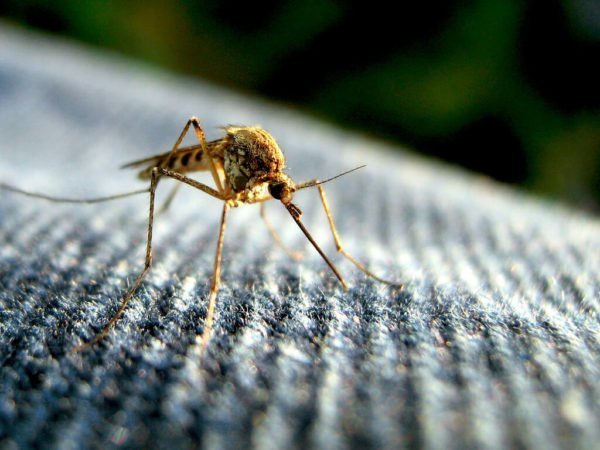 Mosquitos