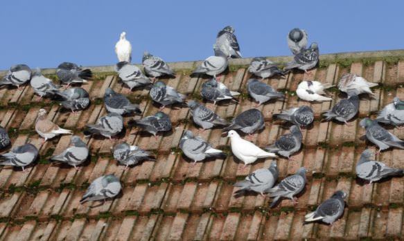 Espantando pombos de casa