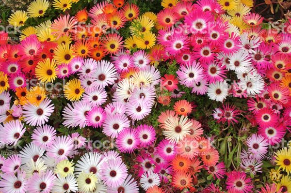 10 flores coloridas para jardins - 2 Quartos