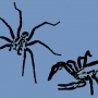 Como afastar aranhas e escorpiões de sua casa?