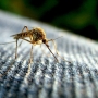 Como acabar com mosquitos em casa?