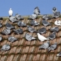 Como espantar pombos do telhado?